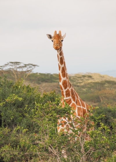 The giraffe in the tree during the day
